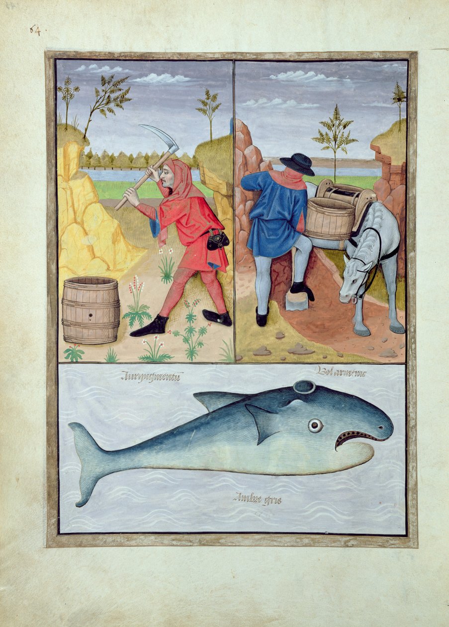 Illustrasjon fra boken om enkle medisiner av Mattheaus Platearius 143v av Robinet Testard