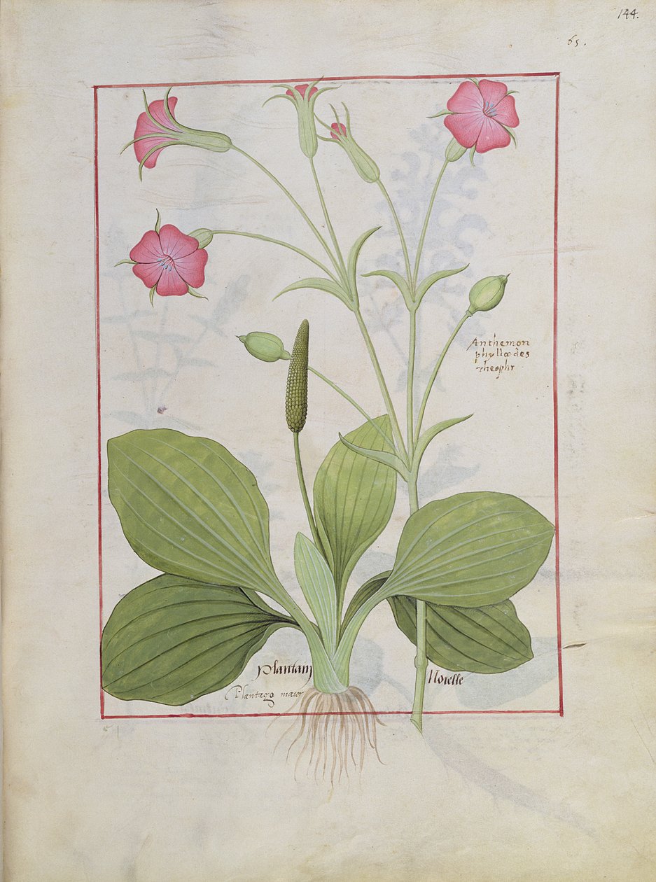 Illustrasjon fra boken om enkle medisiner av Mattheaus Platearius 144r av Robinet Testard