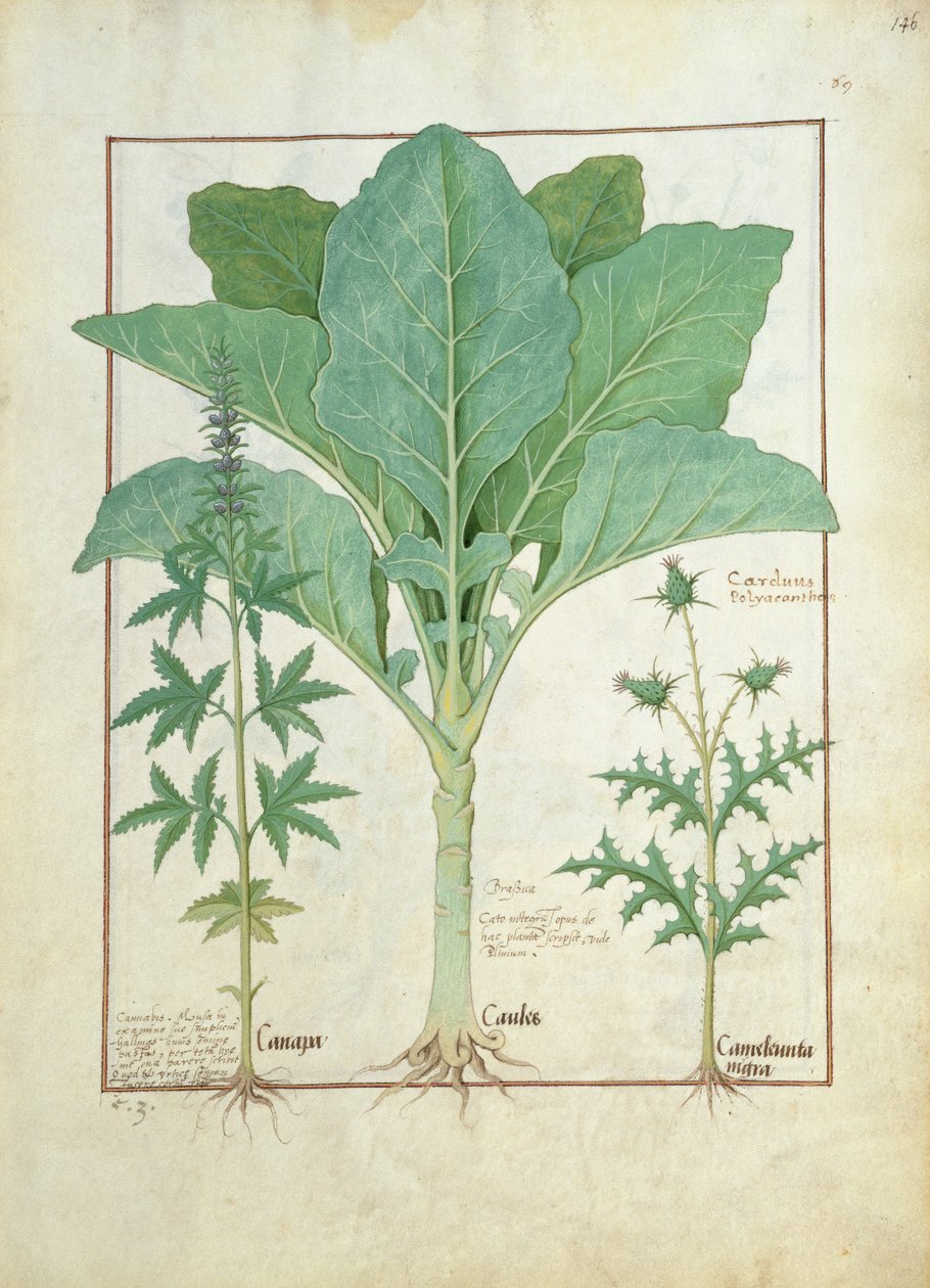 Cannabis, Brassica og Thistle, Illustrasjon fra Book of Simple Medicines av Mattheaus Platearius 145 av Robinet Testard