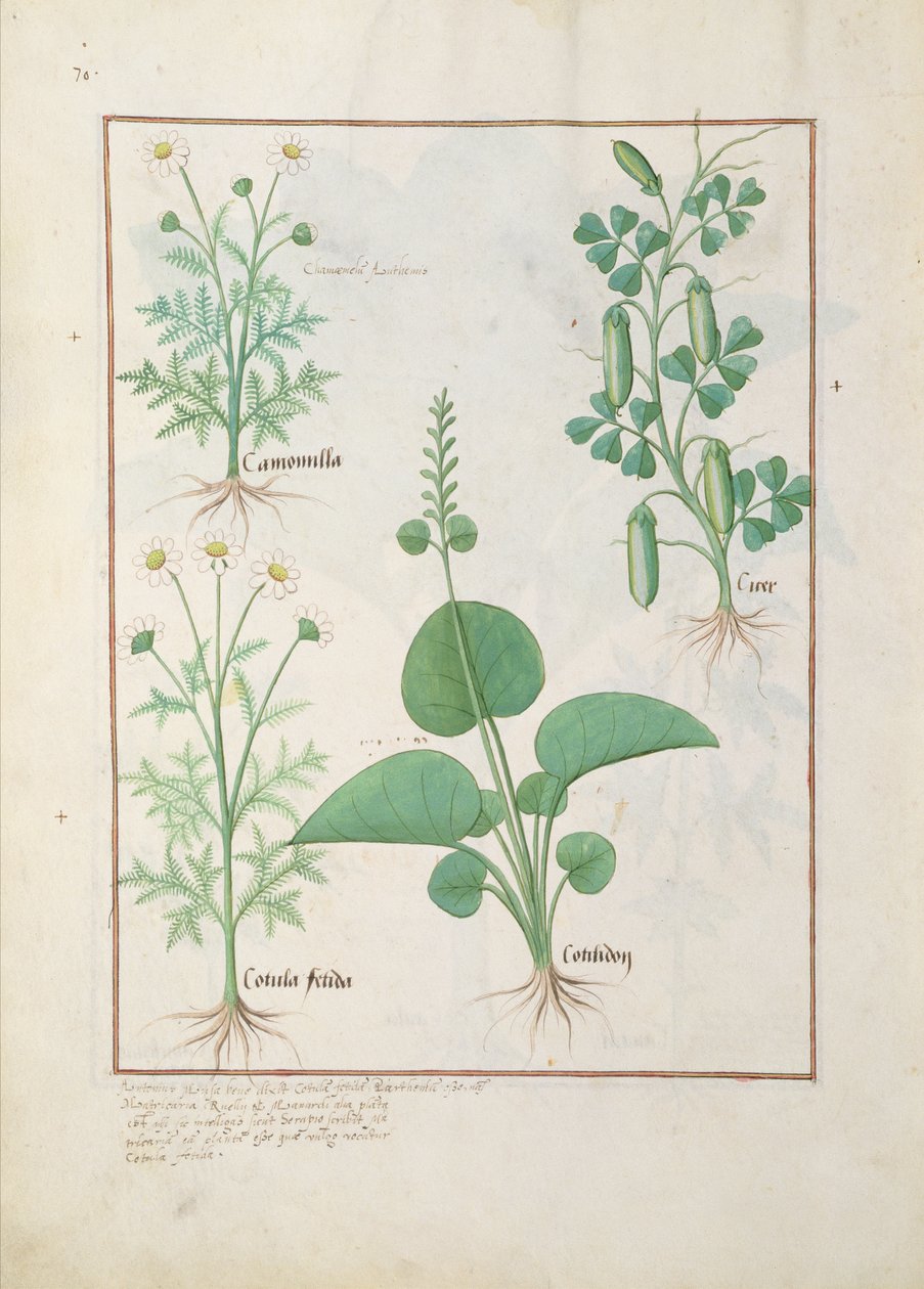 Kamille (øverst til venstre) og agurk (til høyre) Illustrasjon fra The Book of Simple Medicines av Matthaeus Platearius 146 av Robinet Testard