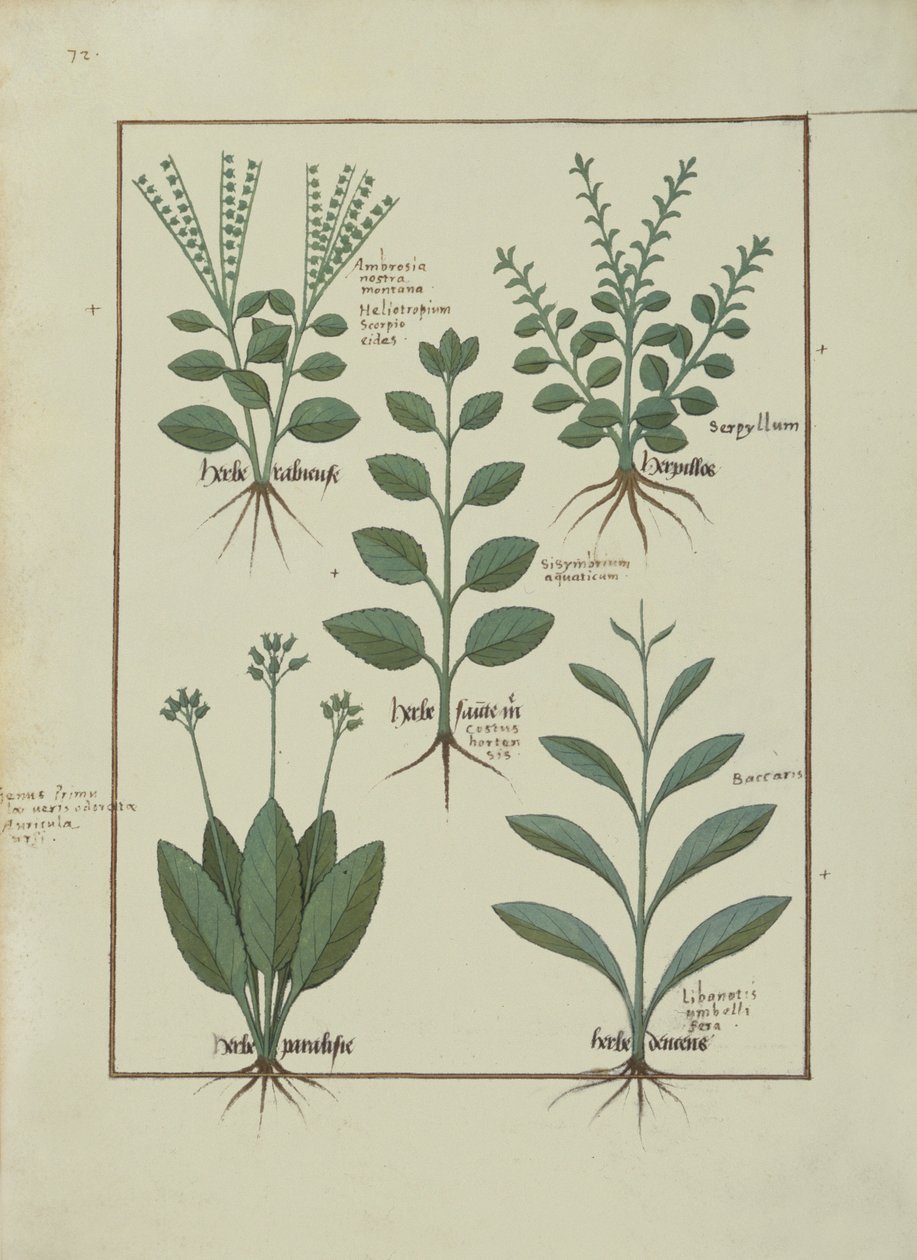 Fru Fr. Fv VI #1 fol.147v Illustrasjon fra The Book of Simple Medicines av Mattheaus Platearius (d.c.1161) c.1470 av Robinet Testard