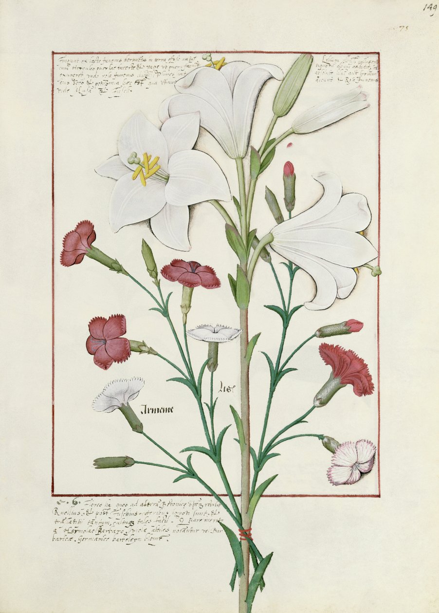 Illustrasjon fra Book of Simple Medicines av Mattheaus Platearius 149r av Robinet Testard
