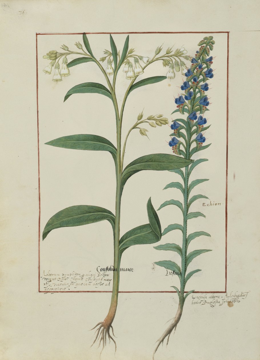 Fru Fr. Fv VI #1 fol.149v Illustrasjon fra Book of Simple Medicines av Mattheaus Platearius (d.c.1161) c.1470 av Robinet Testard