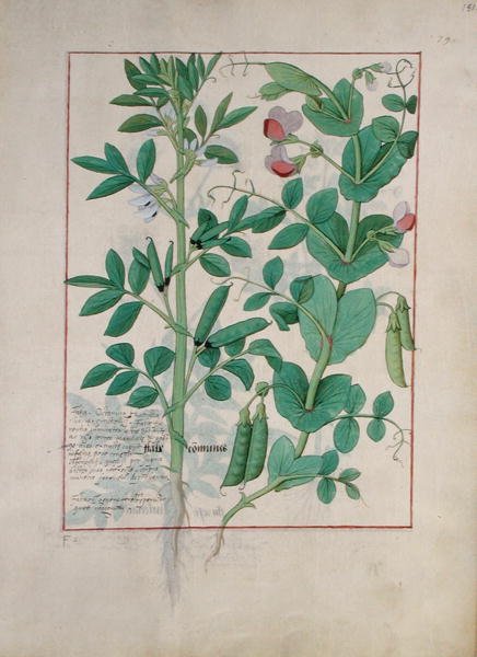 Fru Fr. Fv VI #1 fol.151r Illustrasjon fra Book of Simple Medicines av Mattheaus Platearius (d.c.1161) c.1470 av Robinet Testard
