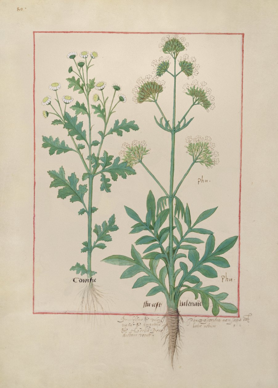 Fru Fr. Fv VI #1 fol.151v Illustrasjon fra Book of Simple Medicines av Mattheaus Platearius (d.c.1161) c.1470 av Robinet Testard