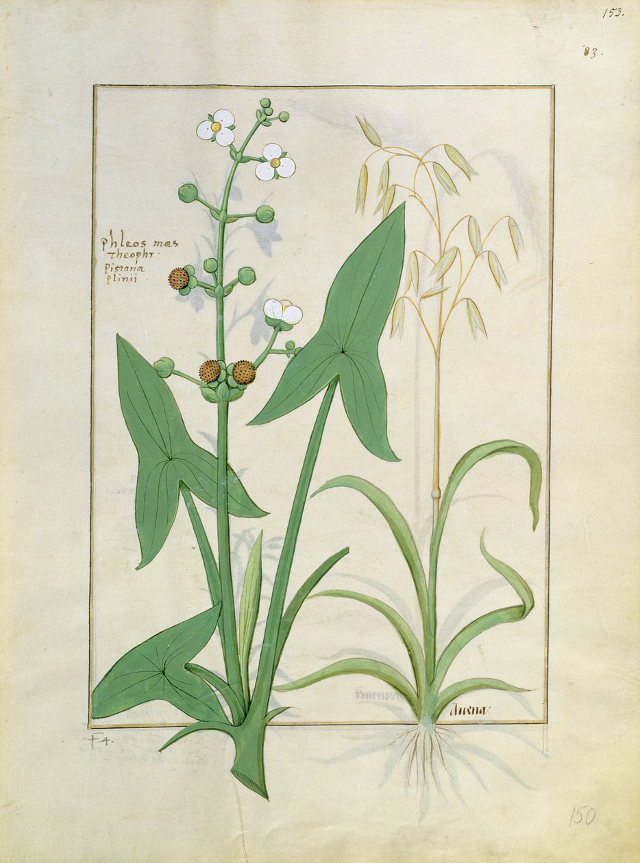 Illustrasjon fra boken om enkle medisiner av Mattheaus Platearius 153r av Robinet Testard