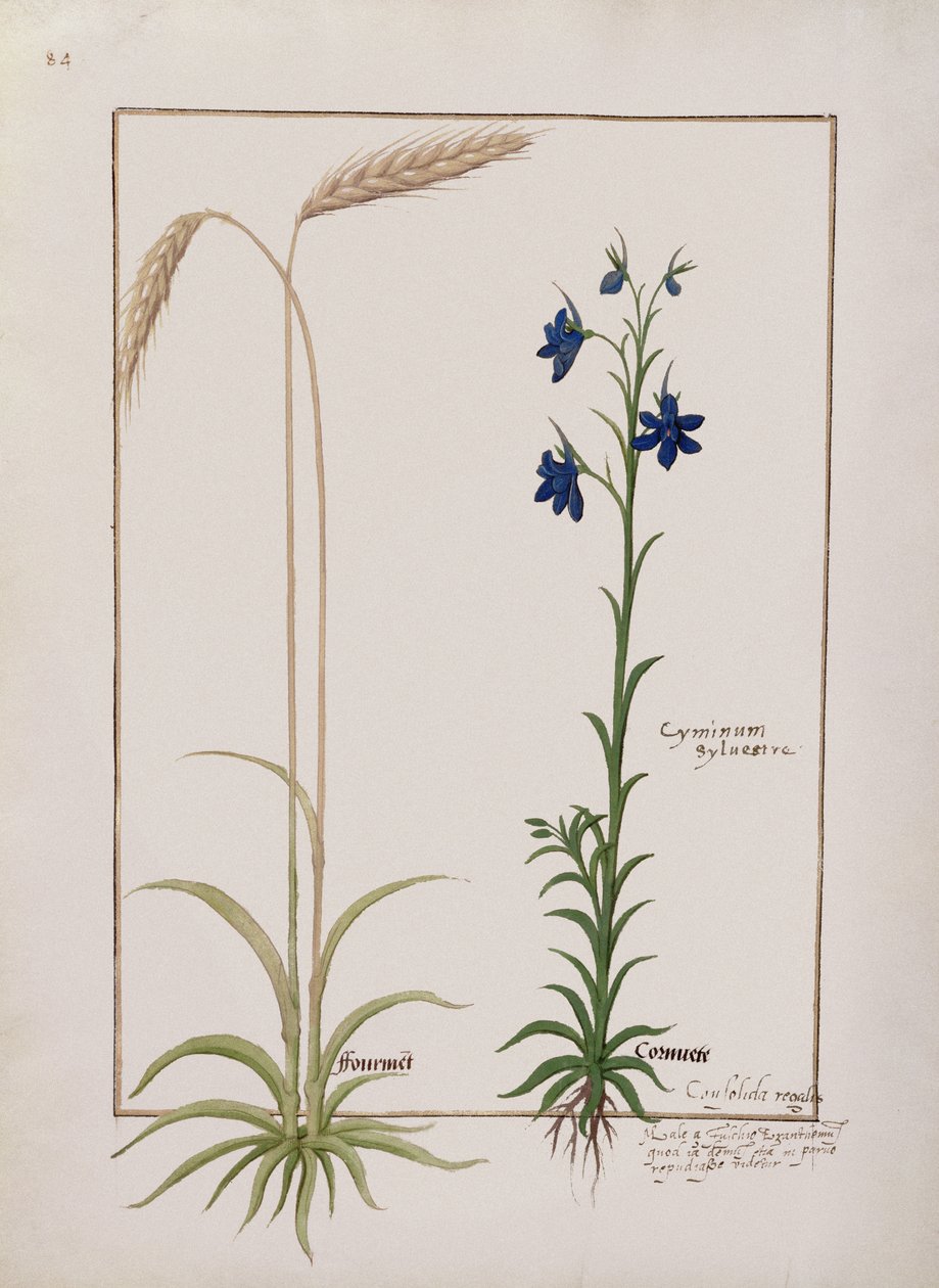 Fru Fr. Fv VI #1 fol.153v Kornøre og Cyminum Sylvestre, illustrasjon fra boken om enkle medisiner av Mattheaus Platearius (d.c.1161) ca. 1470 av Robinet Testard