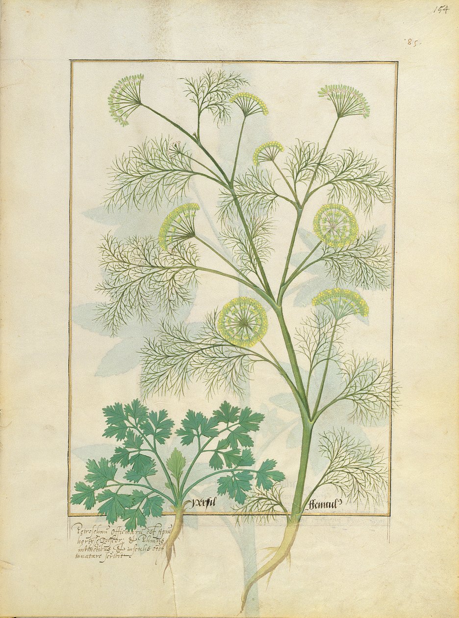Persille og fennikel, illustrasjon fra boken om enkle medisiner av Matthaeus Platearius 154r av Robinet Testard