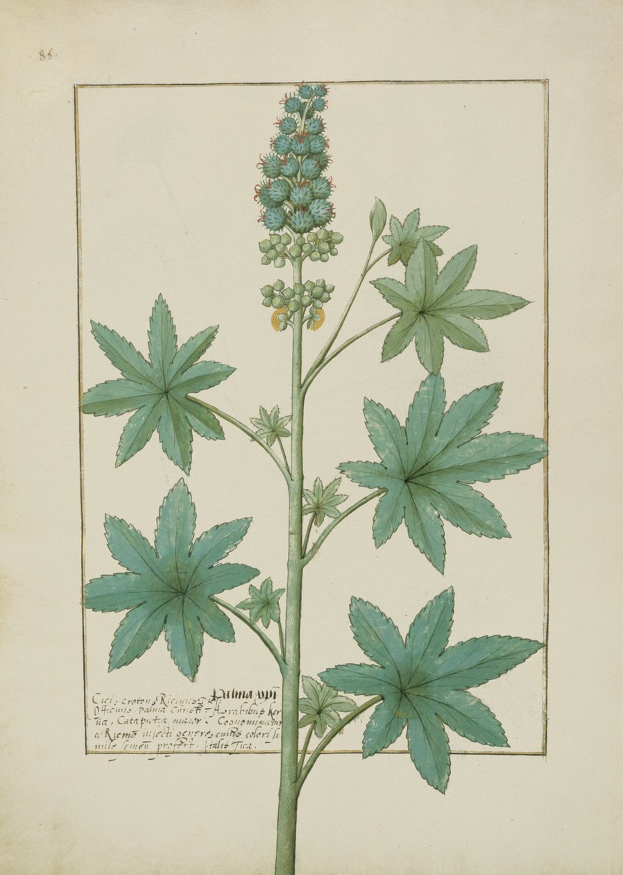 Fru Fr. Fv VI #1 fol.154v Illustrasjon fra Book of Simple Medicines av Mattheaus Platearius (d.c.1161) c.1470 av Robinet Testard