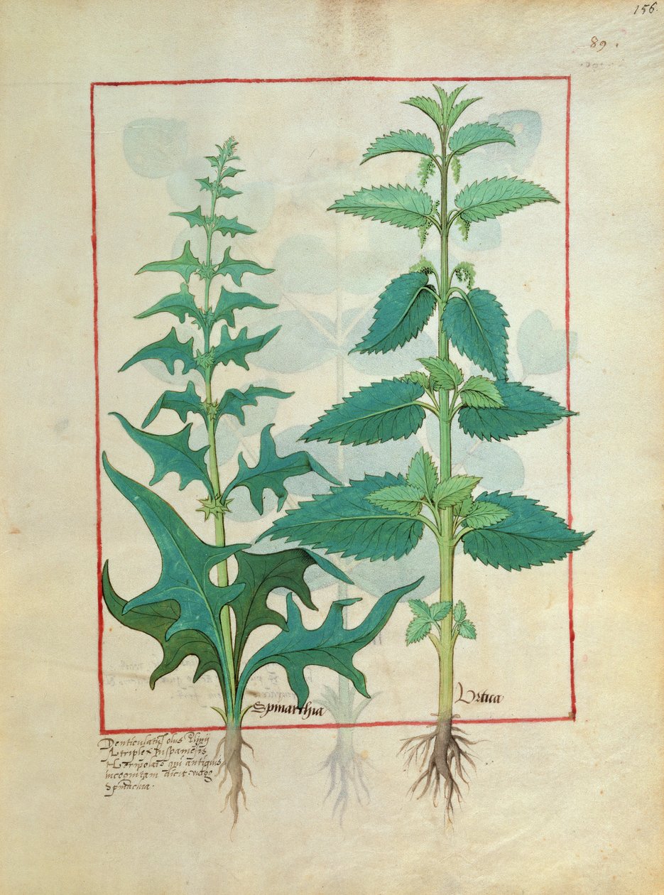 Urticaceae (Nettle Family) Illustrasjon fra Book of Simple Medicines av Mattheaus Platearius 156 av Robinet Testard