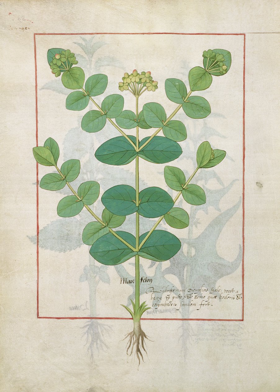 Blomst, illustrasjon fra boken om enkle medisiner av Mattheaus Platearius 156 av Robinet Testard