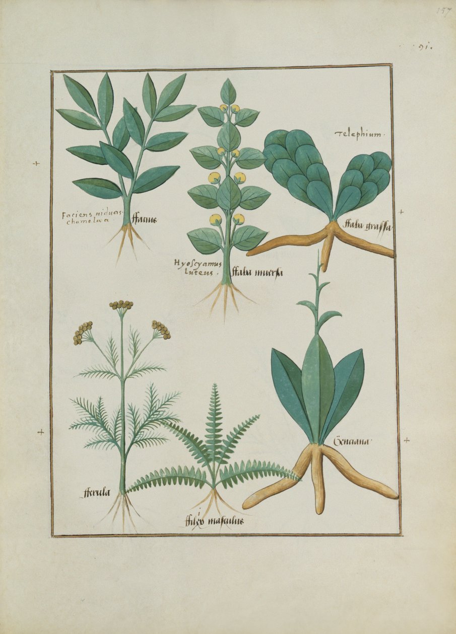 Fru Fr. Fv VI #1 fol.157r Bregner og busker, illustrasjon fra Book of Simple Medicines av Mattheaus Platearius (d.c.1161) c.1470 av Robinet Testard