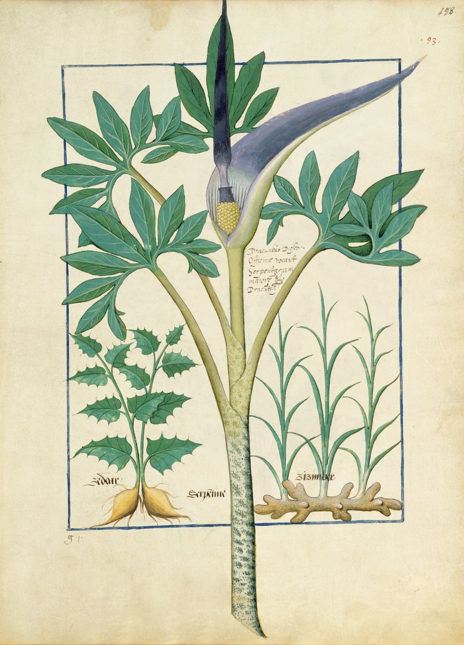 Orkidé, illustrasjon fra Book of Simple Medicines av Mattheaus Platearius 158r av Robinet Testard