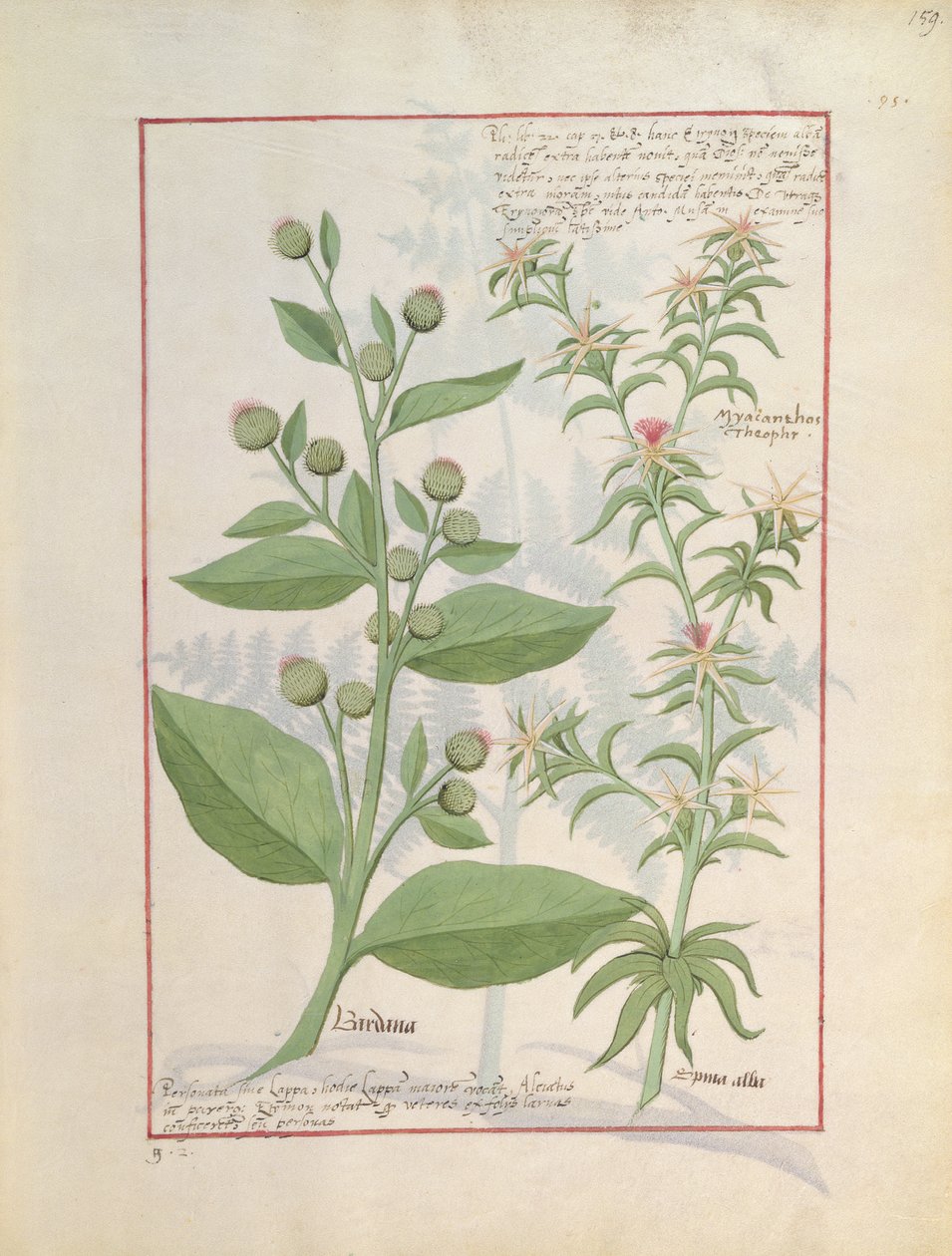Illustrasjon fra Book of Simple Medicines av Mattheaus Platearius 159 av Robinet Testard