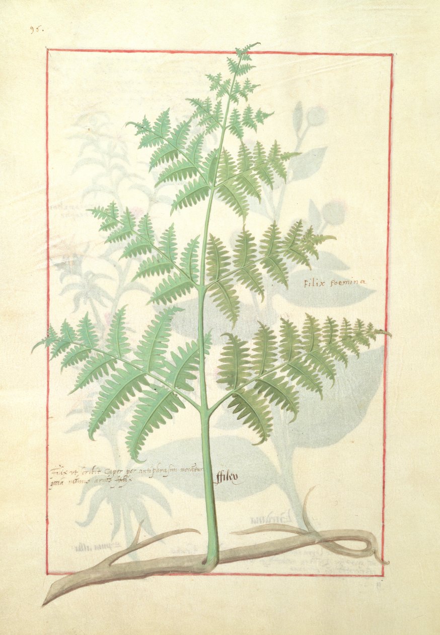 Illustrasjon fra boken om enkle medisiner av Mattheaus Platearius 159v av Robinet Testard