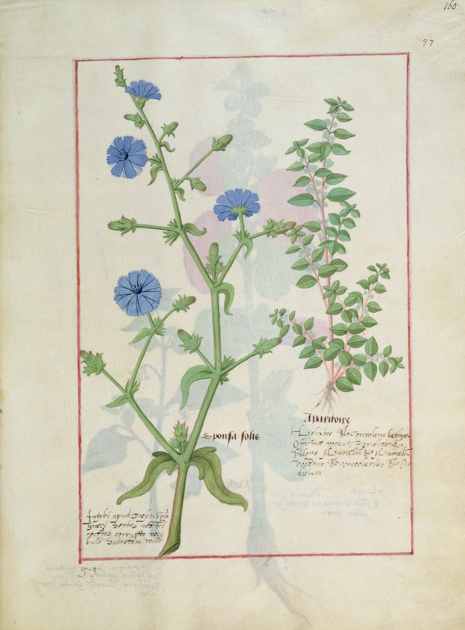 Illustrasjon fra boken om enkle medisiner av Mattheaus Platearius 160r av Robinet Testard