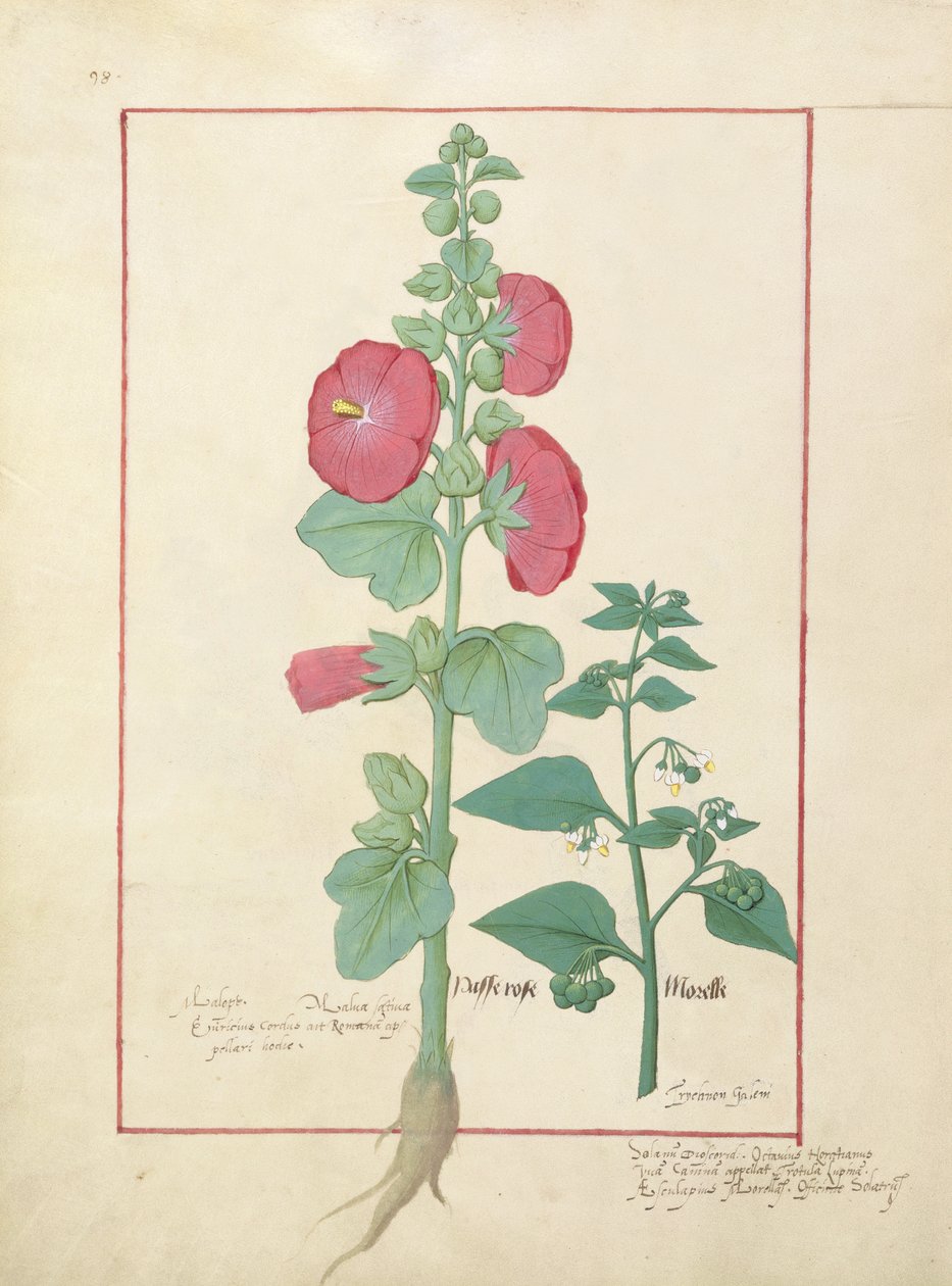 Illustrasjon fra boken om enkle medisiner av Mattheaus Platearius 160v av Robinet Testard