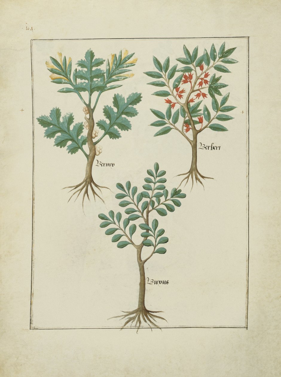 Fru Fr. Fv VI #1 fol.163v Illustrasjon fra Book of Simple Medicines av Mattheaus Platearius (d.c.1161) c.1470 av Robinet Testard