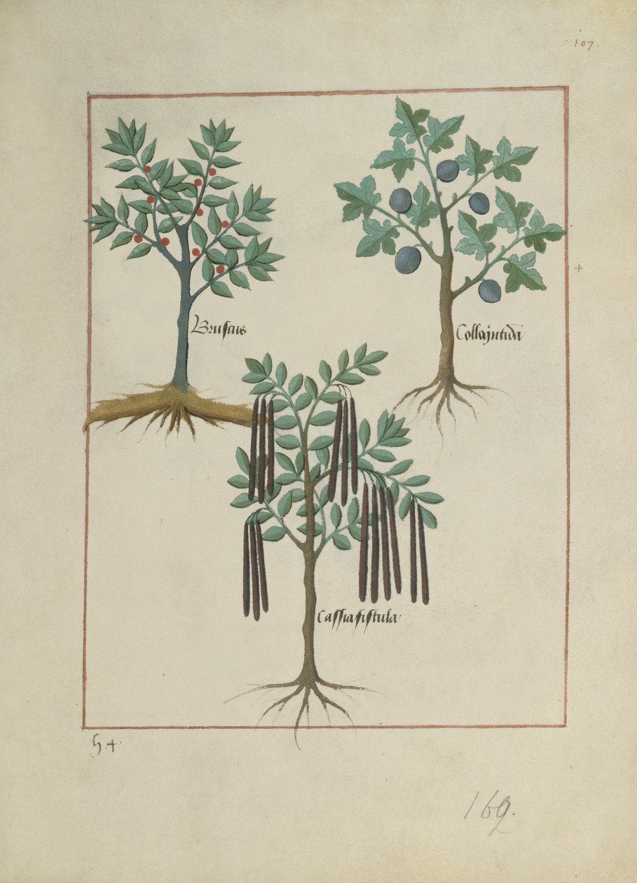 Fru Fr. Fv VI #1 fol.165r Illustrasjon fra Book of Simple Medicines av Mattheaus Platearius (d.c.1161) c.1470 av Robinet Testard