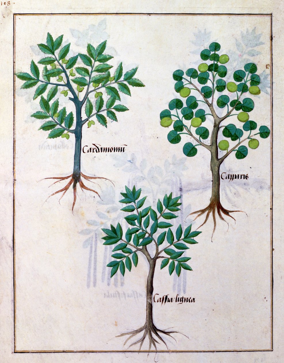 Illustrasjon fra boken om enkle medisiner av Mattheaus Platearius 165v av Robinet Testard