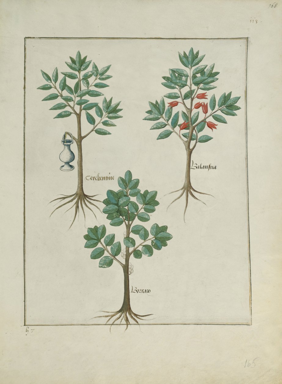 Fru Fr. Fv VI #1 fol.168r Illustrasjon fra Book of Simple Medicines av Mattheaus Platearius (d.c.1161) c.1470 av Robinet Testard