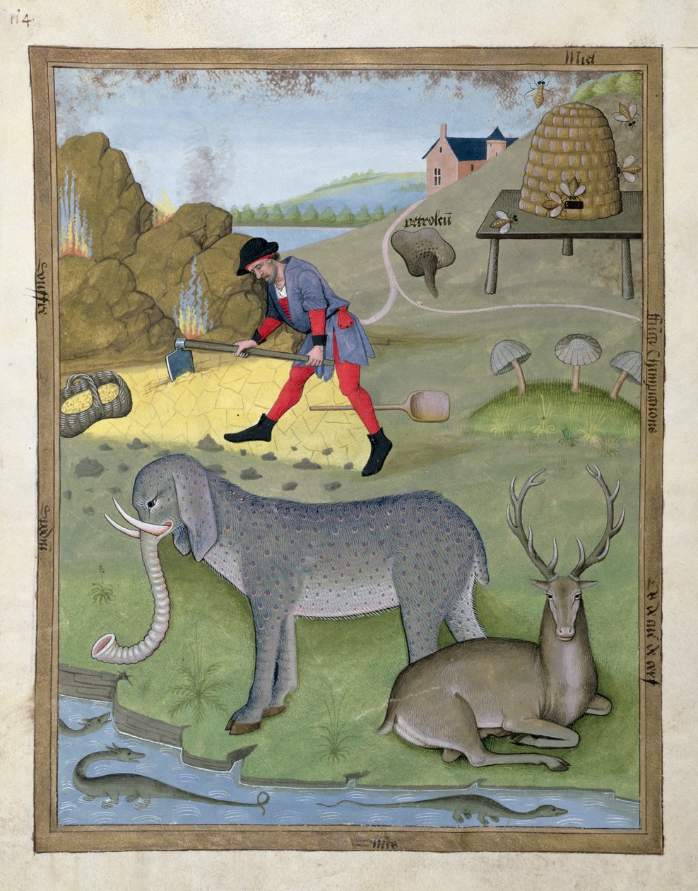 Illustrasjon fra boken om enkle medisiner av Mattheus Platearius 168v av Robinet Testard