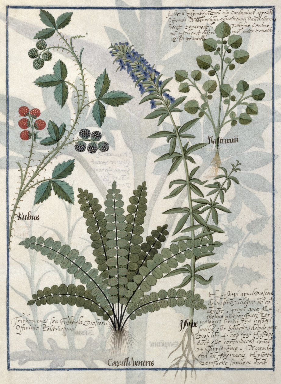 Bregner, brambles og blomster, illustrasjon fra boken om enkle medisiner av Mattheaus Platearius av Robinet Testard