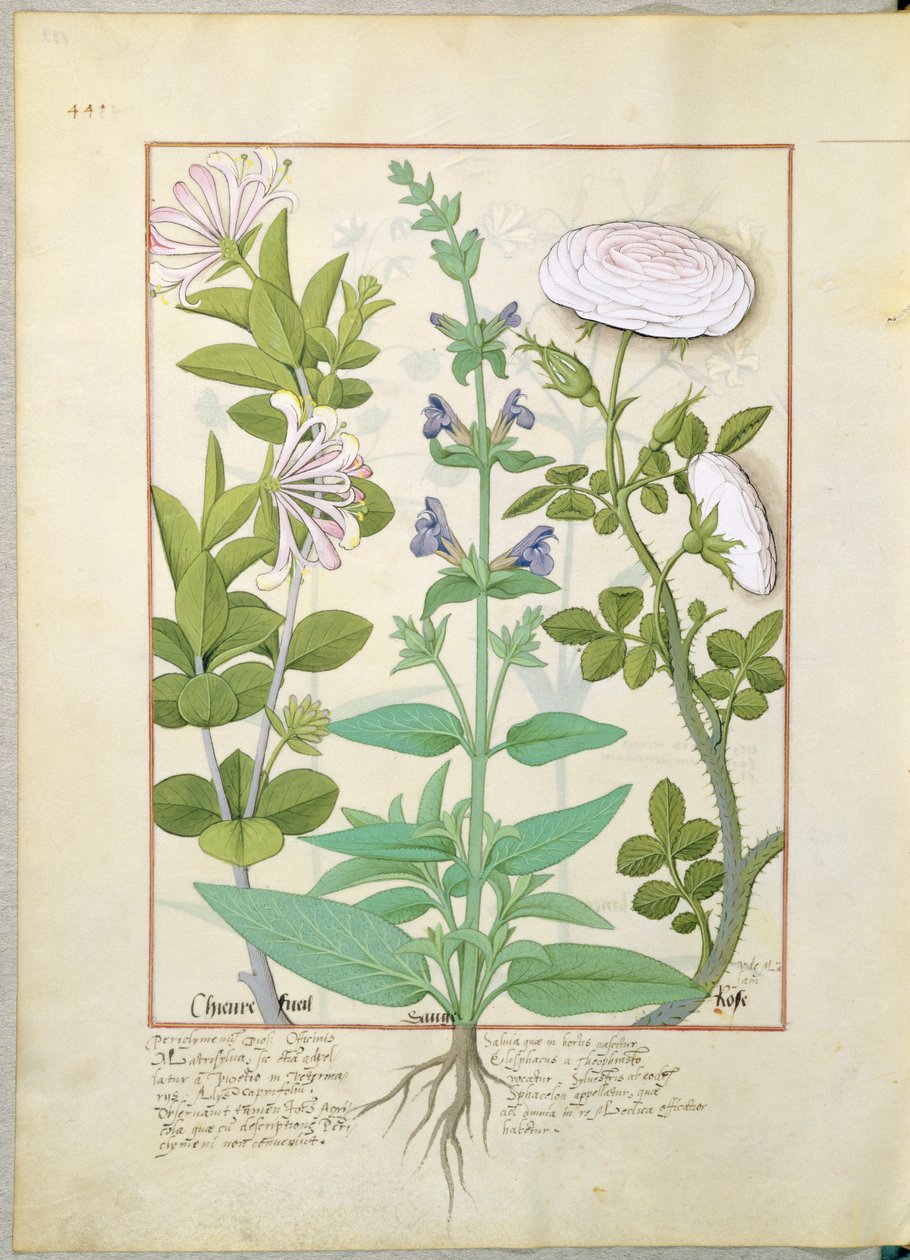 Honeysuckle, Sage and Rose, illustrasjon fra The Book of Simple Medicines av Mattheaus Platearius 133v av Robinet Testard