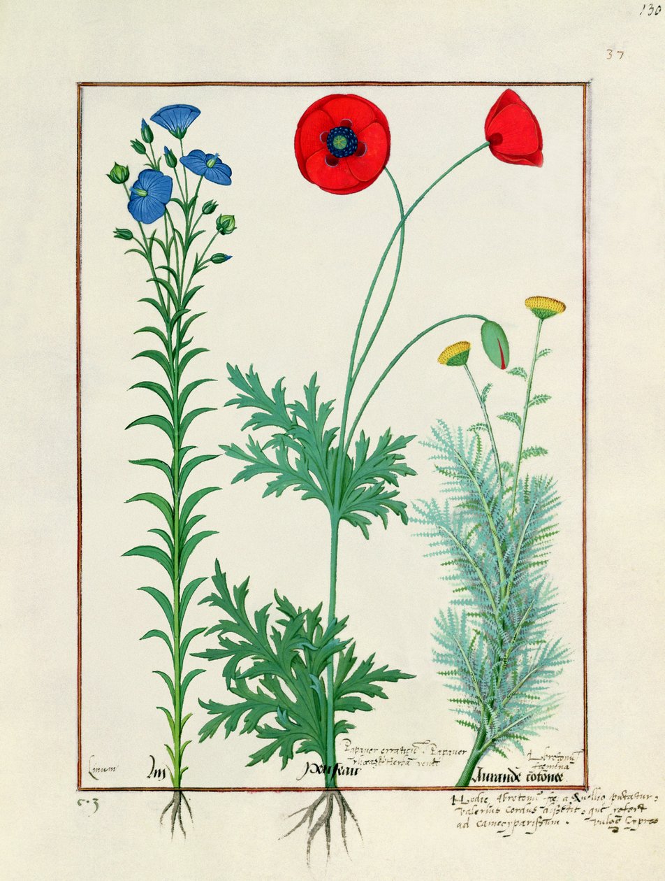 Linum, hagevalmuer og Abrotanum, illustrasjon fra The Book of Simple Medicines, av Mattheaus Platearius av Robinet Testard