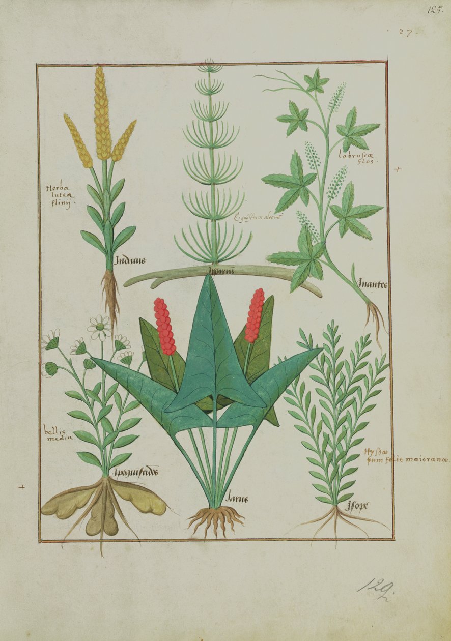 Fr. Fr. Fv VI #1 fol.125r Øverste rad: Mais, Equisetum og Labruscae flos. Nederste rad: Daisy, Jarus og merian, illustrasjon fra The Simple Book of Medicine, av Mattheaus Platearius (d.c.1161) ca. 1470 av Robinet Testard