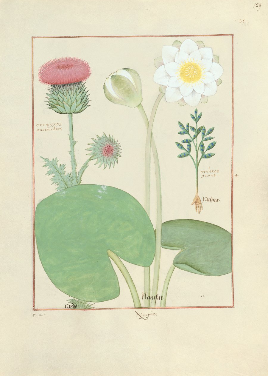 Plumed tistel, vannlilje og ricinusbønneplante, illustrasjon fra The Book of Simple Medicines, av Matthaeus Platearius av Robinet Testard