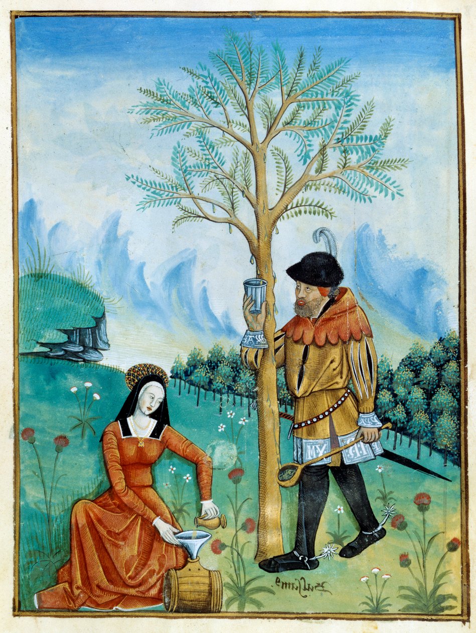 The Balm Recolation. En mann samler harpiksen, eller seven, som renner fra et tre (Flora: balsamier), brukt til medisin, mens en kvinne legger den i en tønne. Miniatyr i "" Book of simple doctors"" (Folio 187v) v.1520-1530. Enlumine av Testard Tap av Robinet Testard
