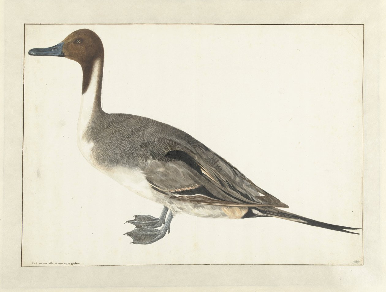 Drake Pintail av Rochus van Veen