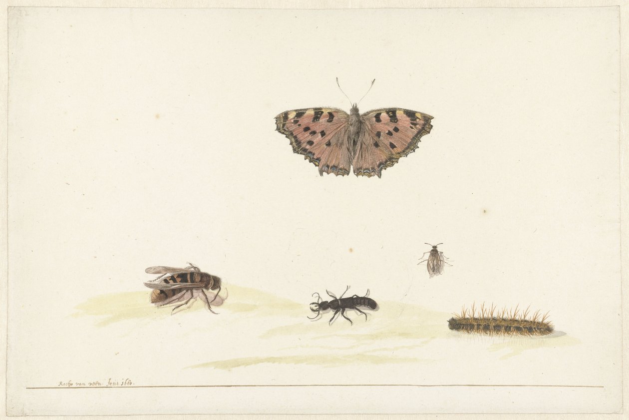 Studieark med forskjellige insekter av Rochus van Veen