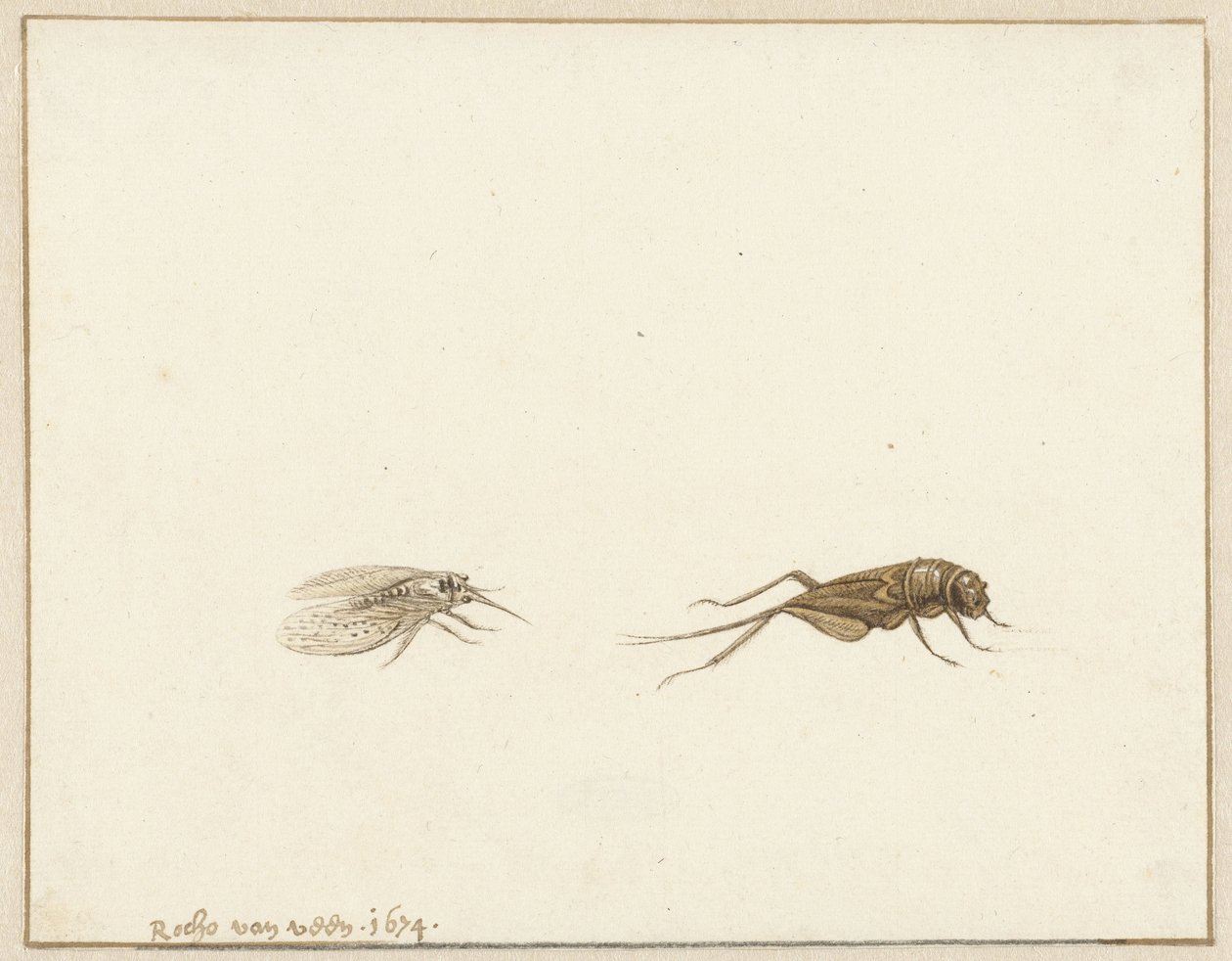 To insekter av Rochus van Veen