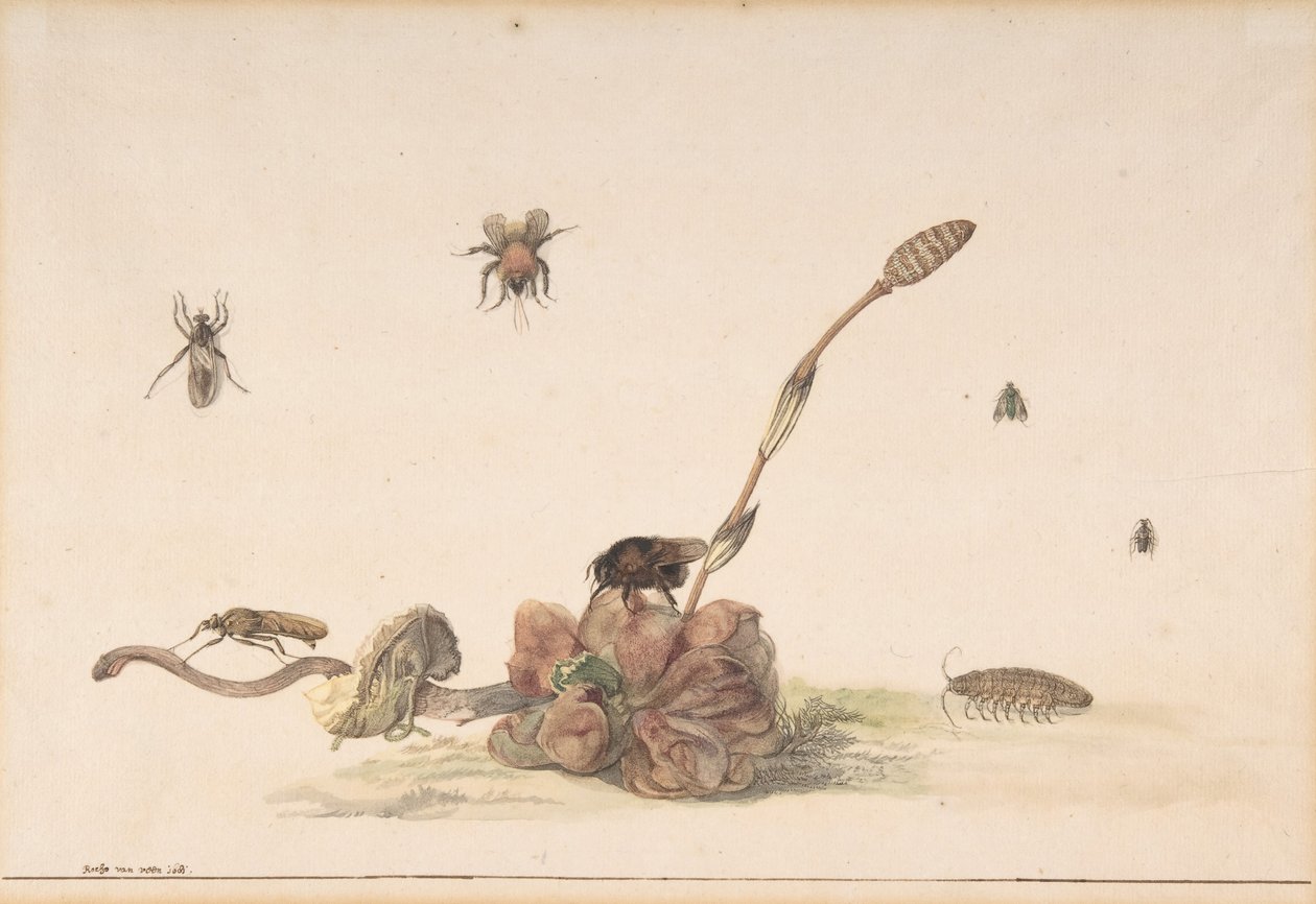 Ulike insekter av en sopp, 1681. av Rochus van Veen