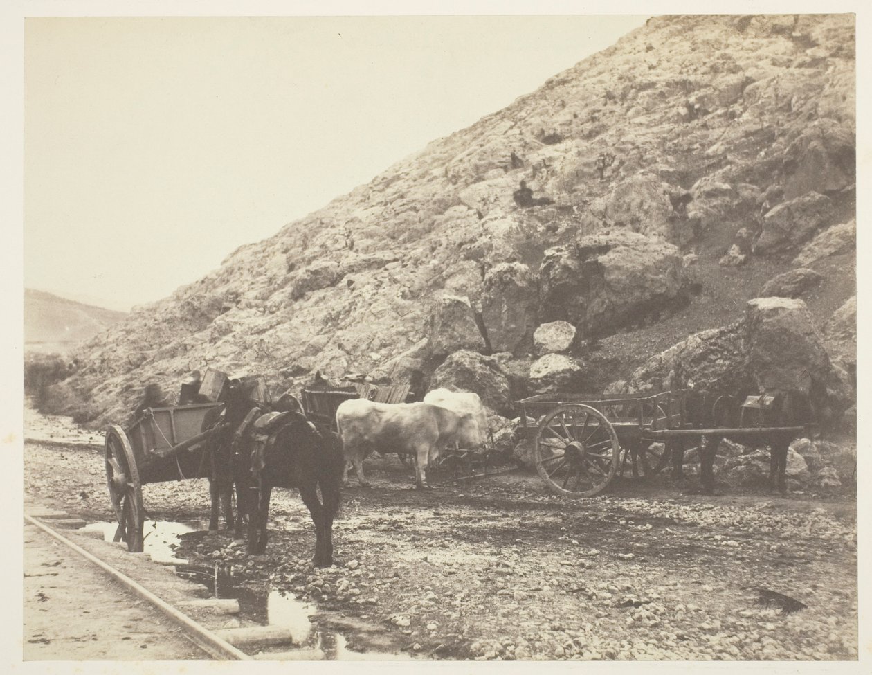 Storfe og vogner, forlater Balaklava, 1855. av Roger Fenton