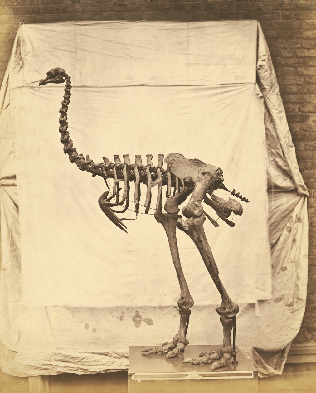 Dinornis Elephantopus Dinosaur av Roger Fenton