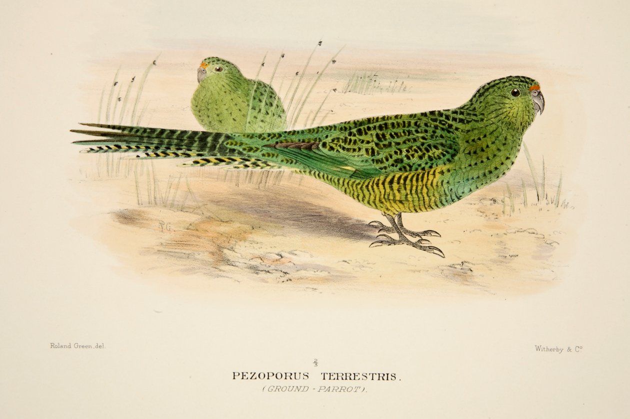 Ground Parrot, pub. 1916 håndfarget gravering. av Roland Green