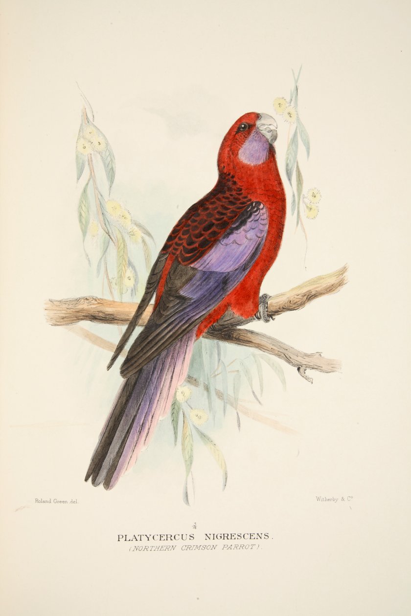 Northern Crimson Parrot, pub. 1916 håndfarget gravering. av Roland Green
