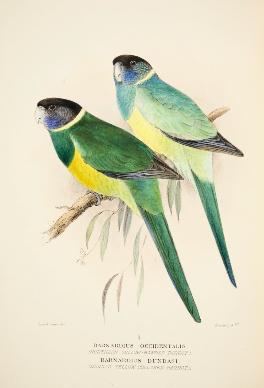 Northern Yellow Banded Parrot og Dundas Yellow Collared Parrot, pub. 1916 håndfarget gravering av Roland Green