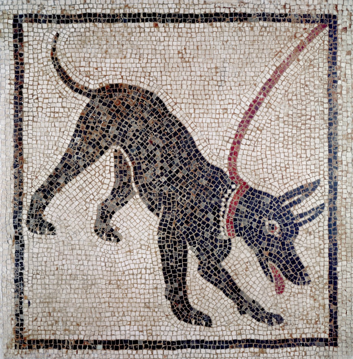 Hund i bånd, fra Pompeii (mosaikk) av Roman