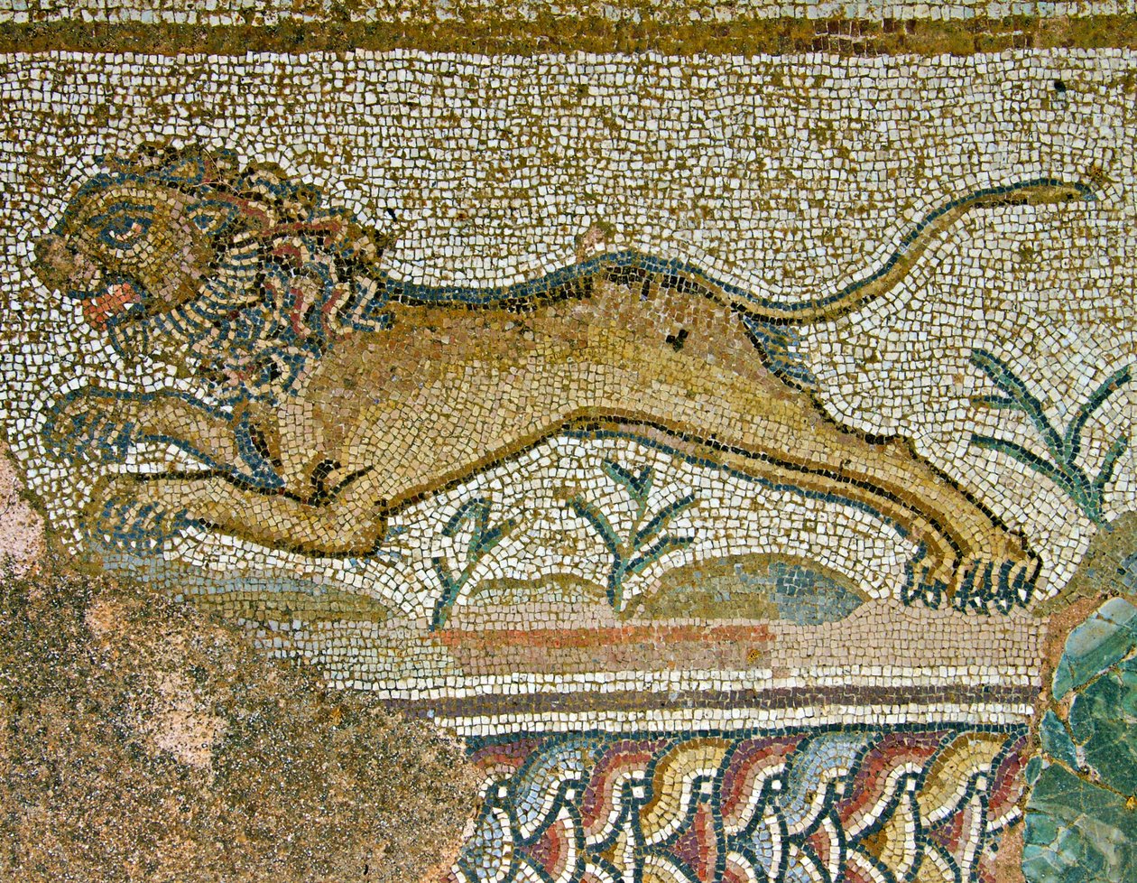 Jaktscene, detalj av en løve, House of Dionysos, Paphos, Kypros mosaikk av Roman