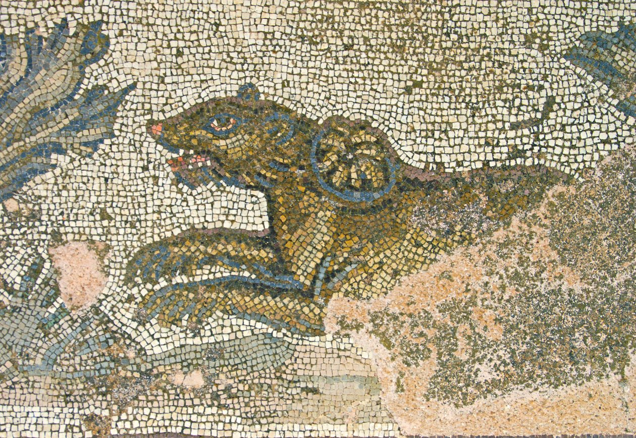 Jaktscene, detalj av en løvinne, House of Dionysos, Paphos, Kypros mosaikk av Roman