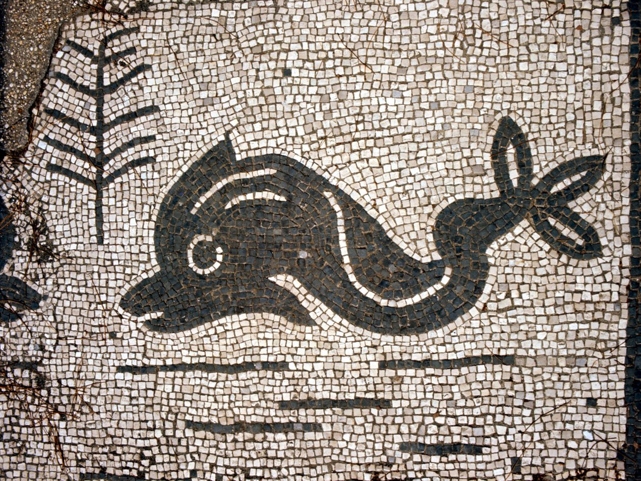 Representasjon av en delfin etter en mosaikk på torget til Corporazioni of Ostia (Ostia) antica. av Roman