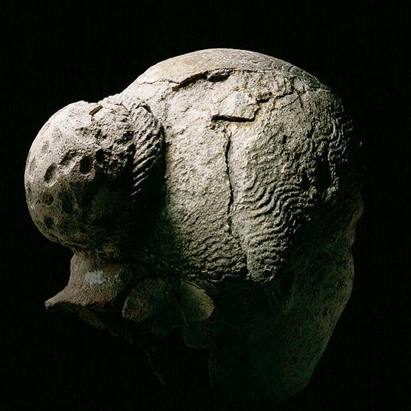 Sett bakfra av hodet til en kvinne, 2. eller 3. århundre e.Kr. (gips) (se også 270971-973) av Roman Period Egyptian