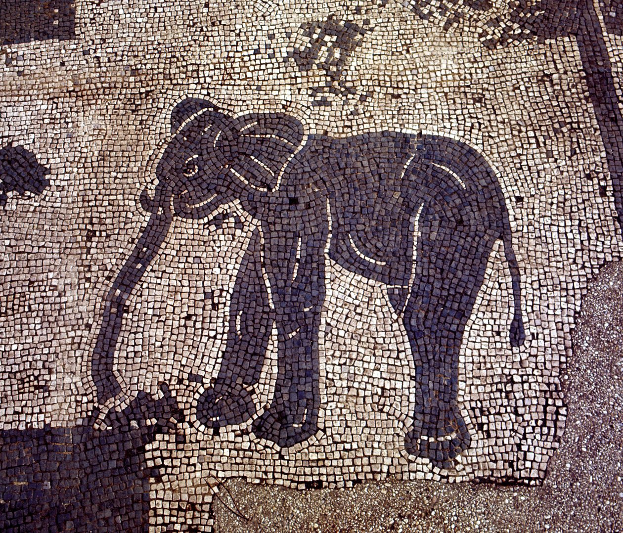 Gamle Ostia (Ostia). Place des Corporations. Mosaikk av Sabratha Seafarers Corporation. av Roman Roman