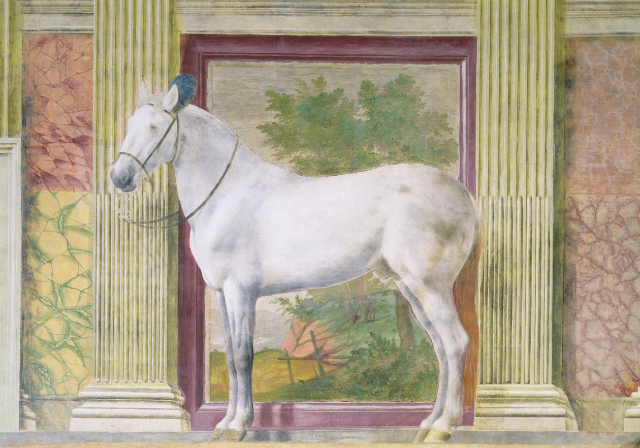 Hall of the Horses, detalj som viser et portrett av en grå hest fra stallen til Ludovico Gonzaga III av Mantua av Romano Giulio