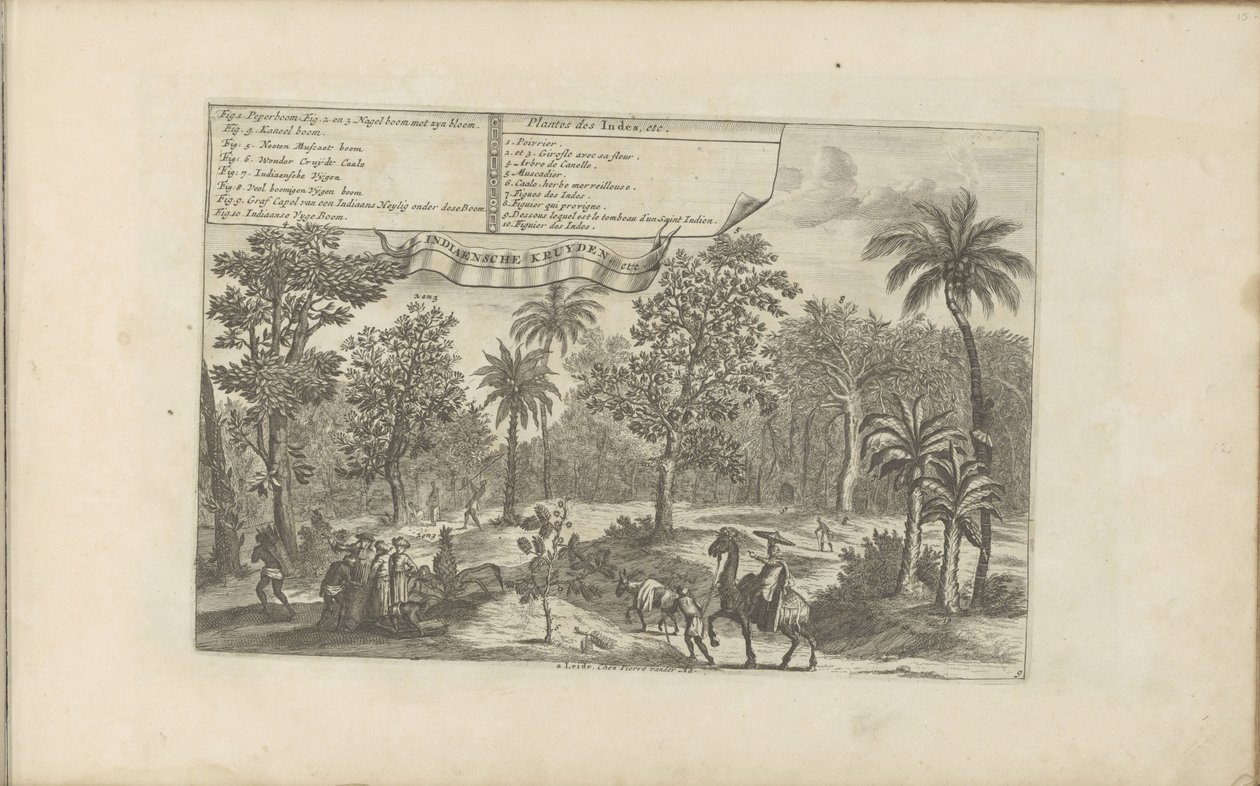 Bomen en specerijen Indiske planter, etc / Indiaensche kruyden, etc (tittel på objekt) Øst- og Vestindia og andre steder (serietittel) av Romeyn de Hooghe