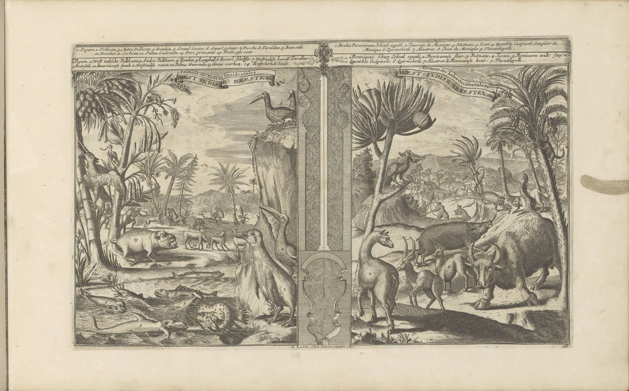Dieren fra Vest-India West Indische Beesten / Dyr i Vestindia (tittel på objekt) Øst- og Vestindia og andre steder (serietittel) av Romeyn de Hooghe